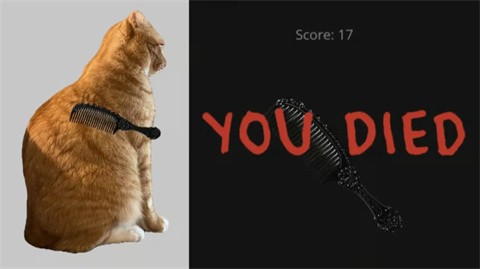 给猫梳毛最新版图3