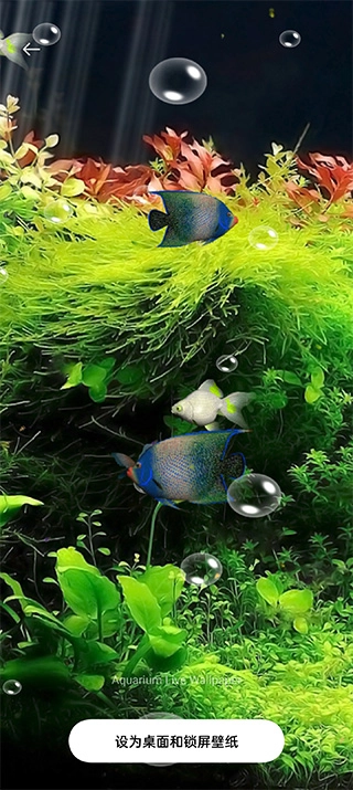 水族馆动态壁纸桌面屏保安卓官方版图3