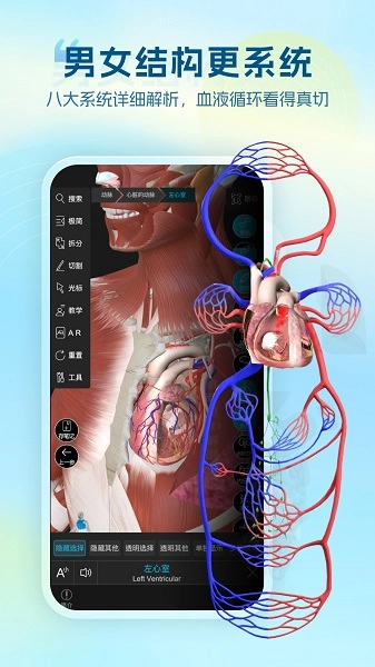 维萨里3D解剖安卓版图2