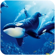 TheKillerWhale游戏正版