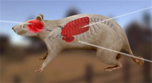 老鼠狩猎3D正版图1