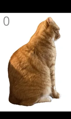 给猫梳毛安卓直装版图1