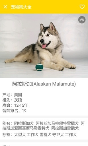 宠物狗大全手机正版图1
