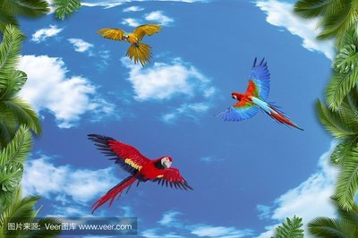 小鸟爱飞翔