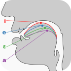 英语国际音标学习手机正版 V1.3.9