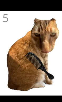 给猫梳毛手机最新版图2