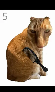 给猫梳毛手机最新版图3