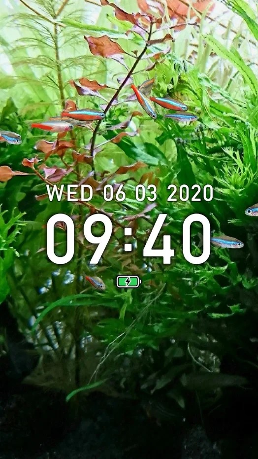 迷你水族：热带鱼缸安卓直装版图3